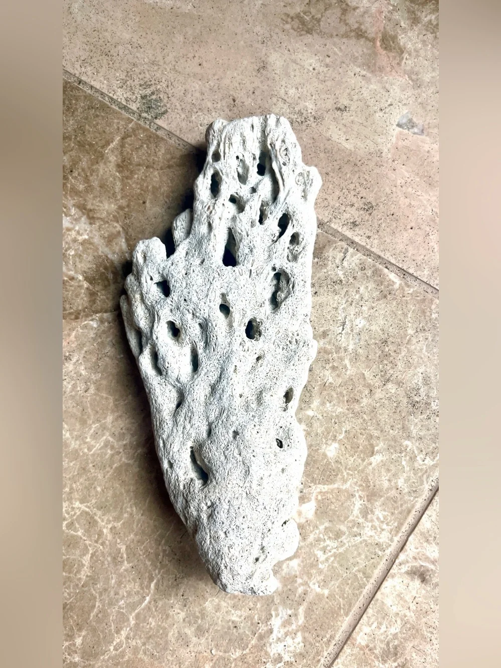 Indo Pacific Coral